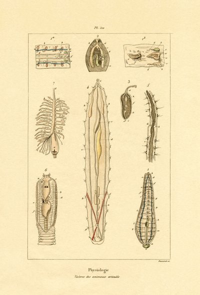 Intestinos, 1833-39 de French School